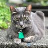 tanglyh profil fotoğrafı