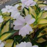 Фото профиля 麻子