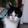 Profilbild von Tipi et Miou-Miou