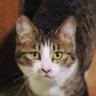 みつにゃん profil fotoğrafı