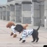 zhenghaokang profil fotoğrafı