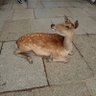 藤丸 的头像