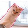 GC profil fotoğrafı