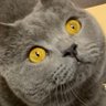 Profilbild von ぬこ