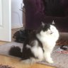 LesleyP profil fotoğrafı