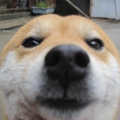 doragonyamcha's profile picture