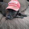 Фото профиля Trump fan