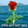 שי אבי's profile picture