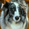 Anti-Antisemitism Dog 🇺🇸🔯🇮🇱 🟦 profil fotoğrafı