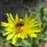Bee Green profil fotoğrafı