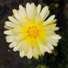 Фото профиля me🌼🌼💐