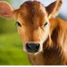 Becerro's profile picture