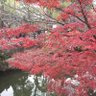 Фото профиля 降街 雪乃(ふるまちゆきの)