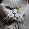 VKTCORL profil fotoğrafı