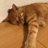 わたさん♪'s profile picture