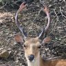Фото профиля a deer in Heijyokyo
