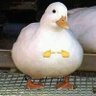 FracasadOu's profile picture