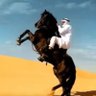 سنقار profil fotoğrafı