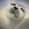 GomaKazu profil fotoğrafı