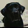 黒ラブ's profile picture