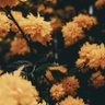 Фото профиля اللولو