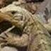 Iguana profil fotoğrafı