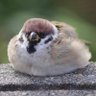 Terry、まこと(誠) profil fotoğrafı