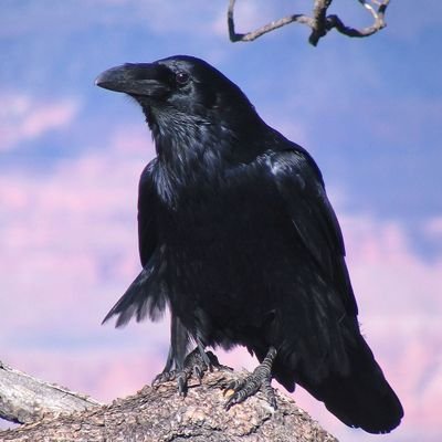gioremo98's profile picture