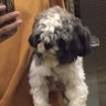 ZoomUser's profile picture