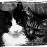 🐈🐈🐈オバQニャンパリ🐈🐈🐈 profil fotoğrafı