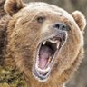 Grizzly Man profil fotoğrafı