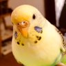 kinako's profile picture