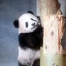 パンダ♂ 的头像