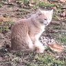 Profilbild von Pumpkin Kitty