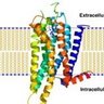 @G protein-coupled receptor 的头像