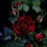 Safia_Abul's profile picture