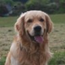 Louise's profile picture