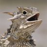 Horny Toad 69's profile picture