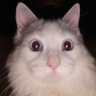 Profilbild von Dwight Swanson Pomerense