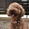 スーやん's profile picture
