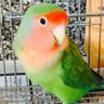 コザクラコボちゃん 的头像
