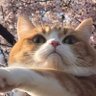 Momo ლ(=ↀωↀ=)ლ Taro ლ(=ↀωↀ=)ლ profil fotoğrafı