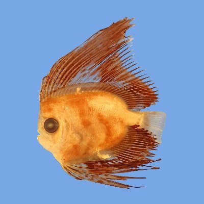 深海魚のたび's profile picture