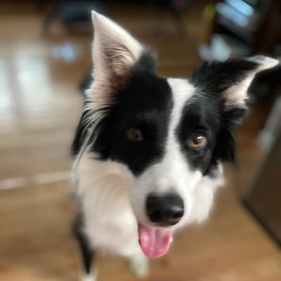 BorderReba's profile picture