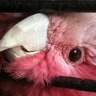 cockitythegalah's profile picture