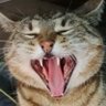 Czarek ze wsi's profile picture