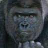 RikyNicolas's profile picture