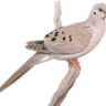 Profilbild von B E N P E T E R