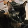 RandomCat's profile picture