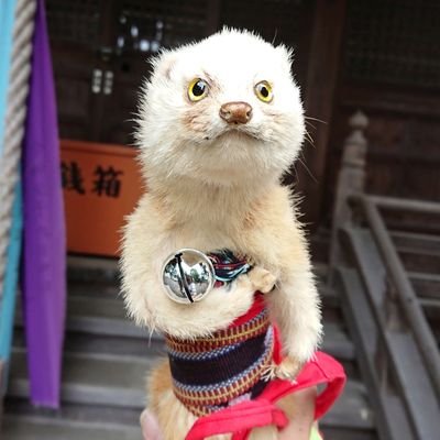 sanbonyanagi_33's profile picture